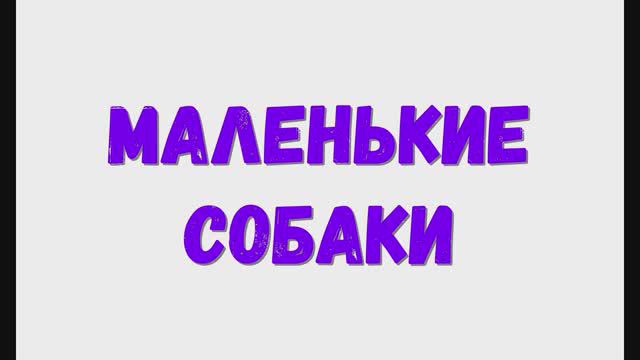 Маленькие собаки. Маленькие породы собак.