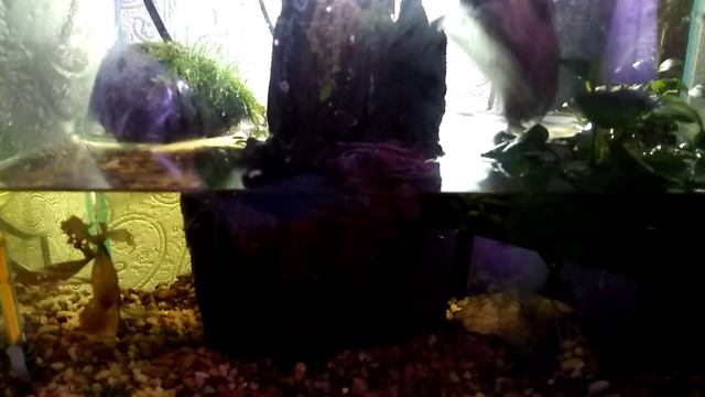 Заселение креветок в палюдариум! смотреть онлайн