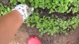 Посадка озимого чеснока в сидераты. Природное земледелие.