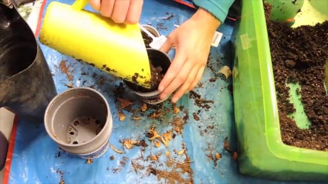 Planting Anemone Bulbs смотреть онлайн