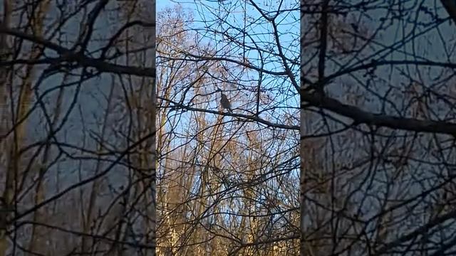 Пение птиц . Птицы на моей даче./ Birdsong . Birds at my dacha.