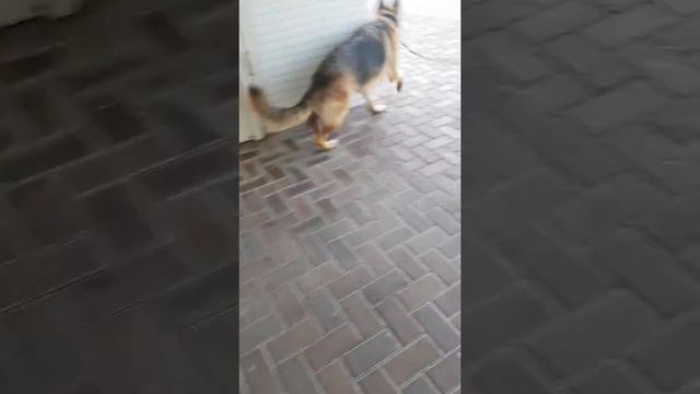 без мамы никуда😍 смотреть онлайн