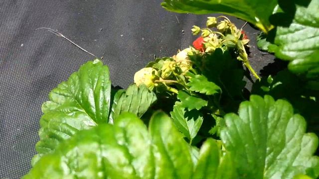 Клубника Лорд. На удаление. смотреть онлайн