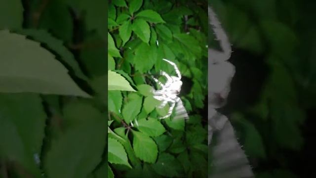 Huge and very fast Spider (Crimea peninsula 2021) Супер Огромный и очень быстрый Паук (Крым 202)