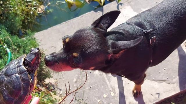 КРАСНОУХИЕ ЧЕРЕПАХИ? смотреть онлайн