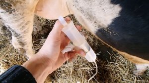 Острый мастит у коров.Опыт комплексной терапии .Acute mastitis in cows.