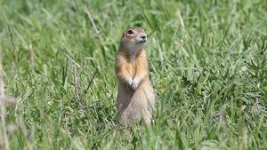 Крапчатый суслик  (Spermophilus suslicus)    (31.05.22 г.)