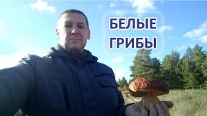 Набрал рыжиков и белых грибов