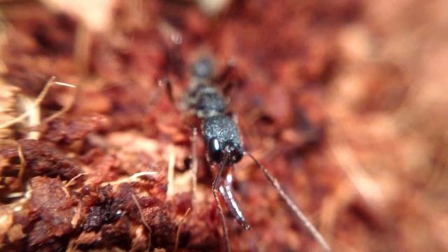 Do Ants Have Brains? смотреть онлайн