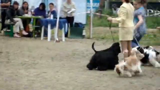 сравнение на ЛПП смотреть онлайн