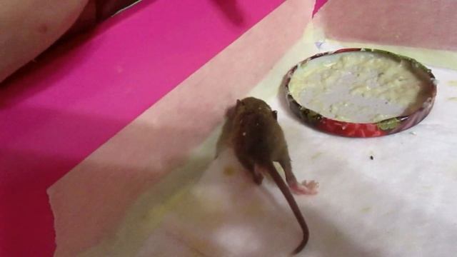 Кучинские крысята открыли глазки! Прикорм. Кормление, и побегушки. (Fancy Rats)