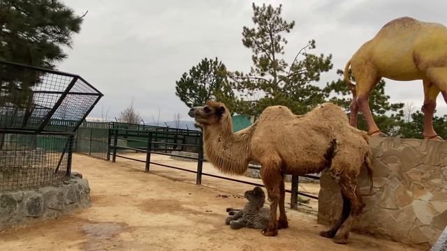 Очень переживательное видео! Мама поднимает верблюжонка! смотреть онлайн