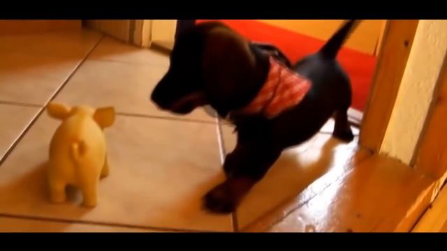 Собака читает рэп ЧАППИ смотреть онлайн