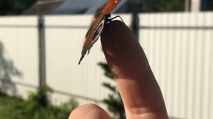 Бабочка села на руку и не улетает? Почему