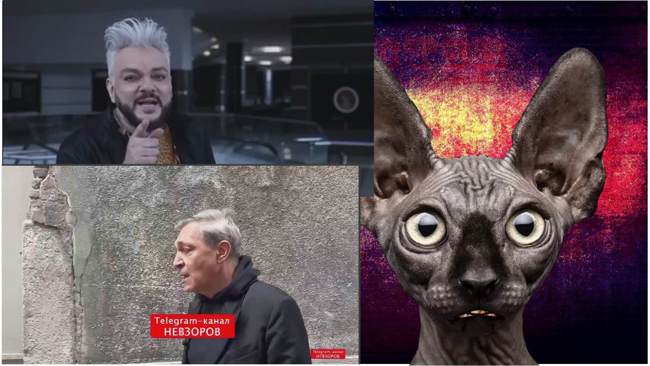 Кот костян шарий