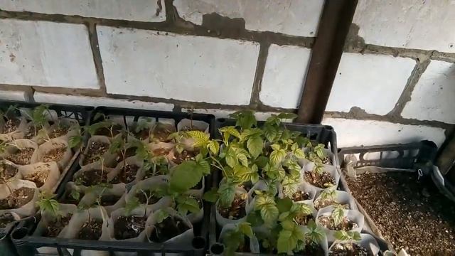Закалка рассады. Как приучить растения к солнцу.