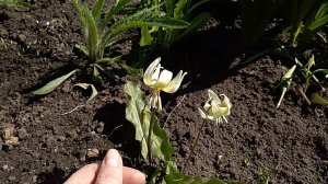 Erytronium White beauty. Pagoda. Кандык уайт бьюти и пагода.