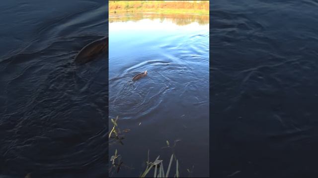 ВОТ ЭТО Я ПОПАЛ НА КРУПНЯКА. Рыбалка на спиннинг