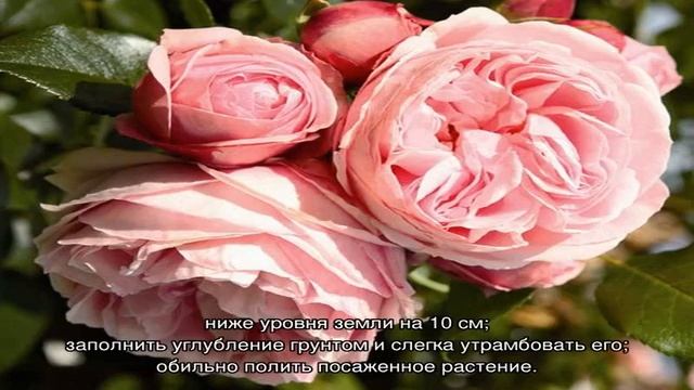 Роза Джардина (Giardina) смотреть онлайн