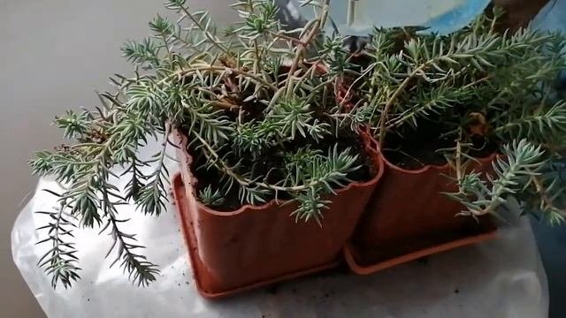 Цветы с балкона, как новогоднее украшение для праздничного стола. Растения на балконе зимой.