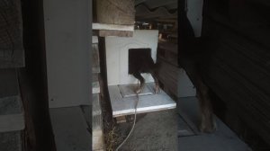 Собака первый раз лезет в будку )))