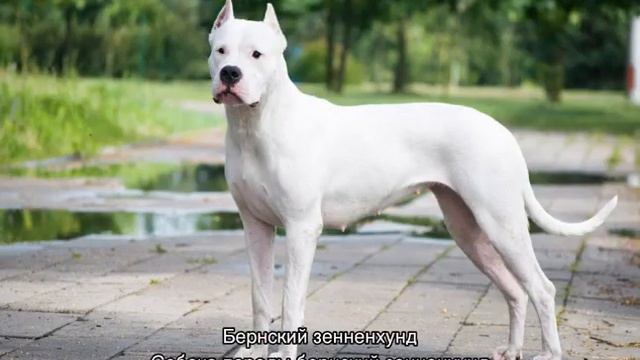 Большие собаки: породы крупных размеров и их названия
