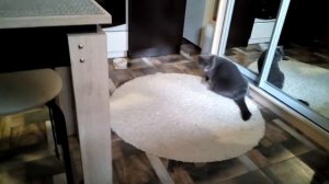 Проделки домашних. Что делать если кошечка ездит на попе