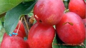Яблоня обыкновенная Китайка Долго (malus) ? обзор: как сажать, саженцы яблони Китайка Долго