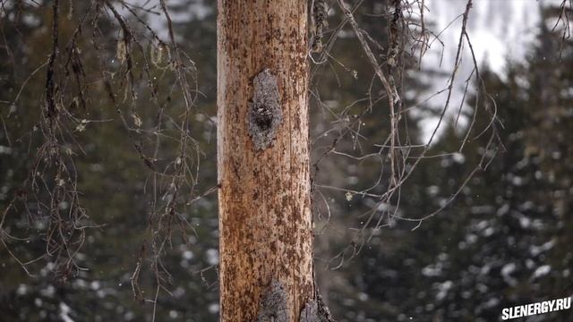 Amut Camp 2021 сноубордический лагерь в уникальном месте: закрытие сезона, jibbing, jam, big air смотреть онлайн