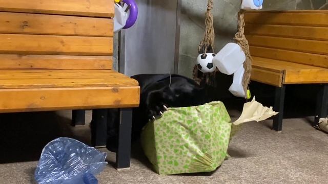 Чёрный ягуар Ричард занял пост полноправного символа 2023 года смотреть онлайн