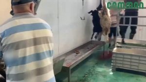 Конвейер убоя МРС в работе