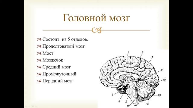 Нервная система