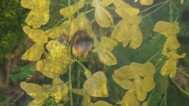 The Laburnum Alpinum and the Bees / Il Maggiociondolo e le Api: Eng смотреть онлайн