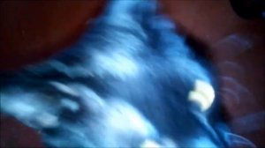 ПЕРВЫЙ СЕКС #КОШКУ #МАНЧКИН КОЛБАСИТ_ кошка прячется от кота.mp4