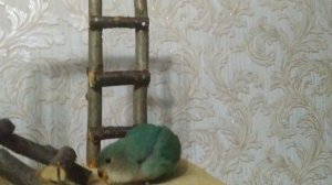 Попугай грызет ВСЕ что попадается ему в КЛЮВ!