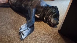 Кане Корсо.Cane corso. Как подстричь собаке когти. Проще простого!