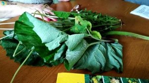 Разведение сверчков. Бизнес идея