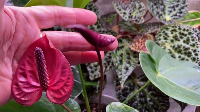 Будни цветовода | Обзор растений на стеллаже | День рождения | 11.04.2022г. смотреть онлайн