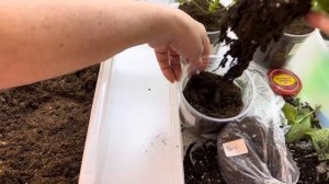 Посылка с Пеларгониями. Распаковка и пересадка