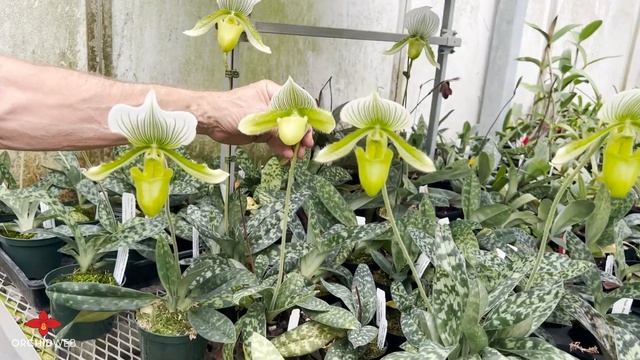 OrchidWeb - Paphiopedilum maudiae types смотреть онлайн