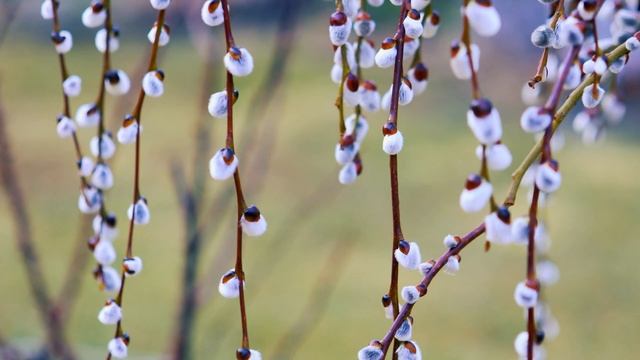 Верба Цветёт в начале марта. Вербное Воскресение 2 | Футажи красивая природа [4K] смотреть онлайн