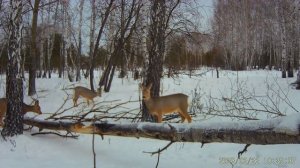 Кто ходит зимой на солонец?