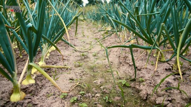 В ИЮЛЕ СЫПЛЮ ЭТО ПОД ЛУК! ГОЛОВКИ РАЗНОСИТ ДО НЕПРИЛИЧНЫХ РАЗМЕРОВ! ЧЕМ ПОДКОРМИТЬ ЛУК В ИЮЛЕ? смотреть онлайн