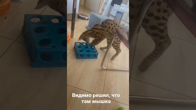 Именно так Сервал в дикой природе ловит добычу! В нашем случае домашний сервал Манаго  ?