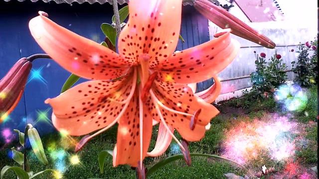 Наши лилии 2014 г смотреть онлайн