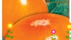 Томат обыкновенный Золотые Купола. Краткий обзор, описание характеристик, где купить семена