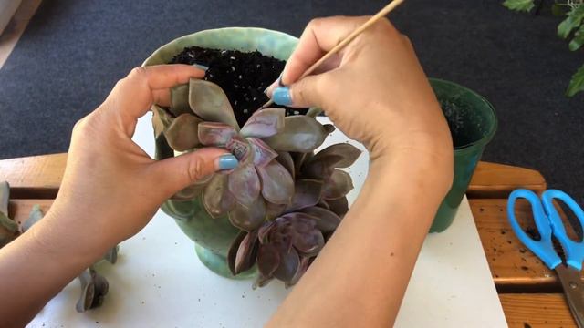 DONT THROW YOUR OLD VASE | SUCCULENTS ARRANGEMENT IN AN OLD BROKEN VASE | Purple Delight смотреть онлайн