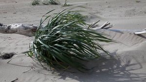 Ветер на берегу