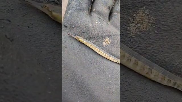 Рыба Игла в Каме.2020 смотреть онлайн