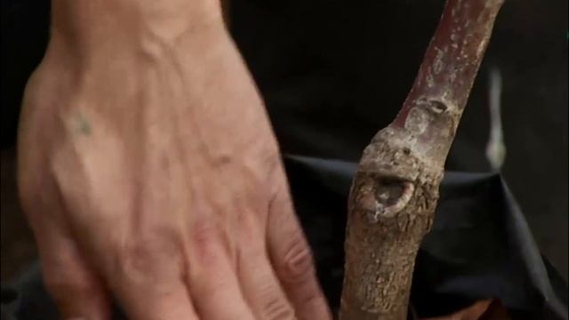 Питомник Немцево. Как выбрать саженцы черешни. смотреть онлайн